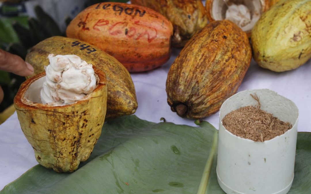 Emprendedores mostrarán novedades chocolateras en Expoferia Cacao y Ron Miranda 2022