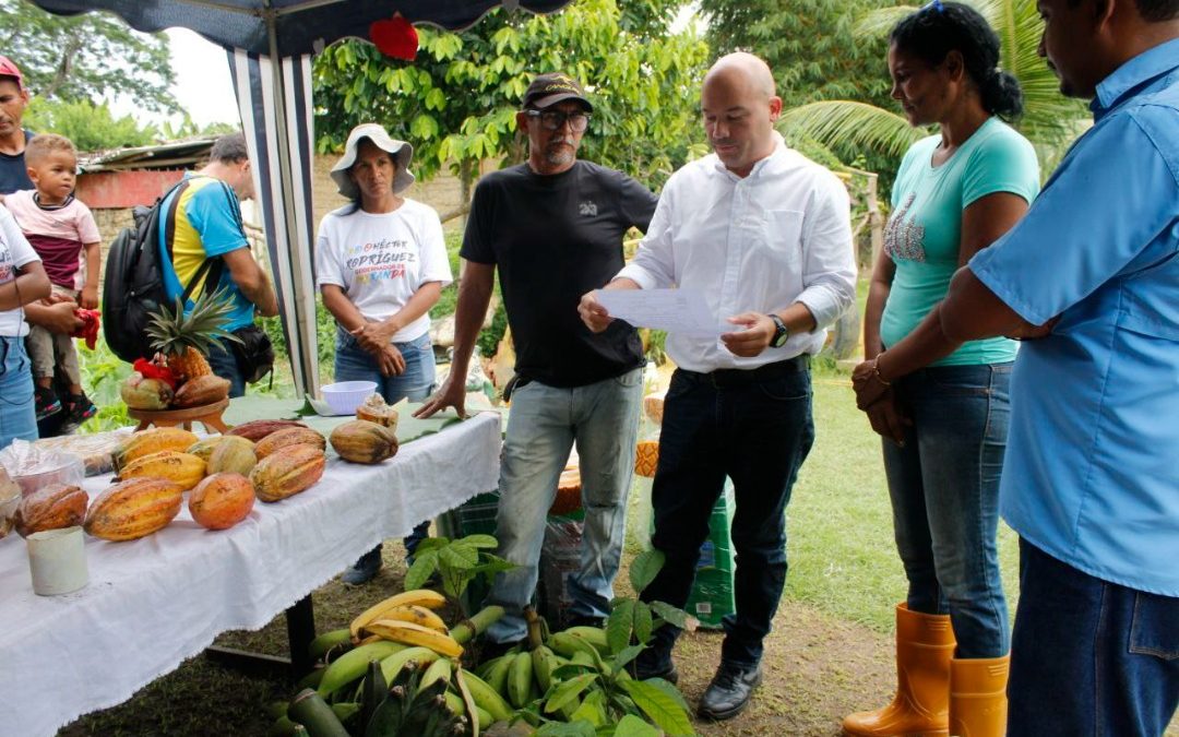 En Miranda se renuevan más de 3.000 hectáreas de cacao