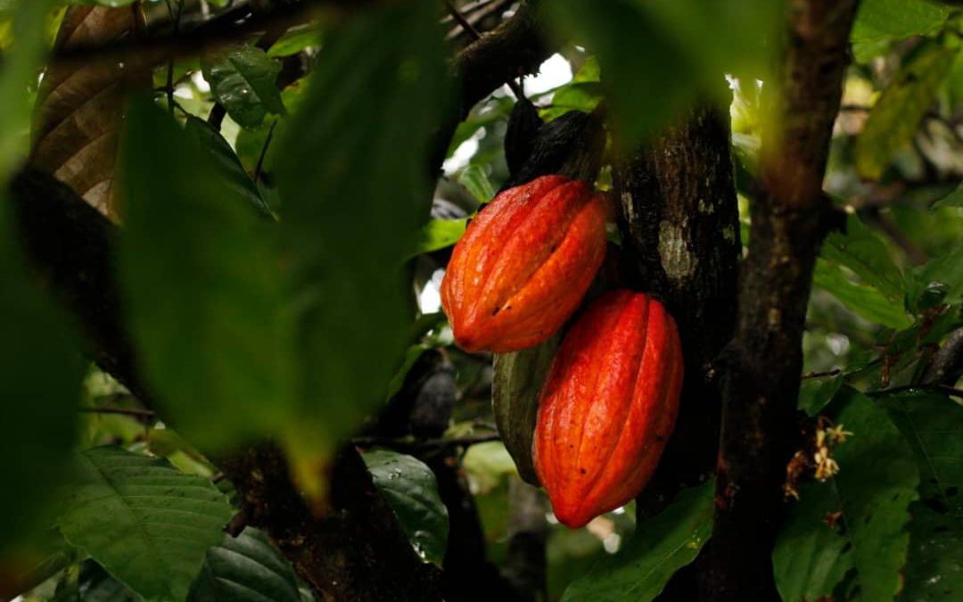 Expoferia Cacao y Ron Miranda impulsará el emprendimiento chocolatero