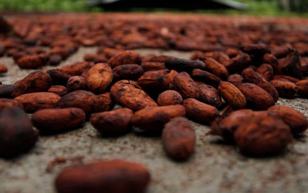 Expoferia Cacao y Ron Miranda 2022 ofrecerá oportunidades de inversión