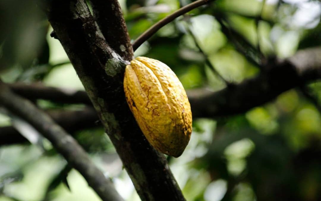 Miranda reforzará producción de cacao y ron