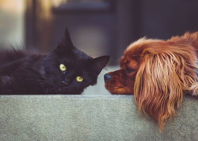 Aprueban ordenanza para la protección animal en municipio Plaza