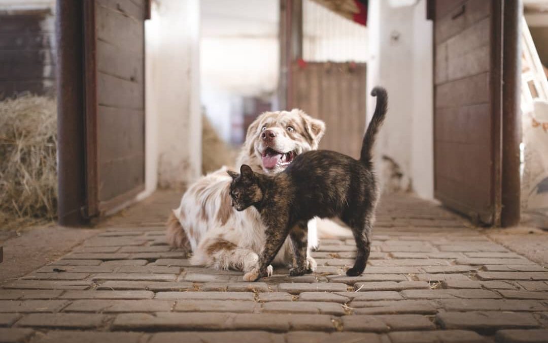 Miranda celebra Día Internacional del Animal sin Hogar con jornada de adopción
