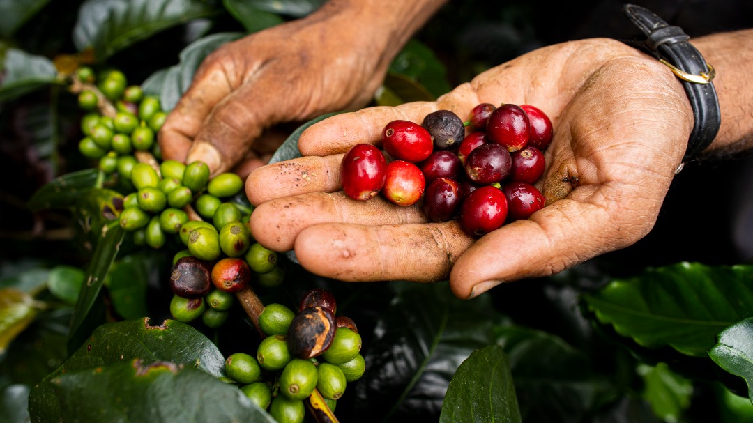 Ponentes internacionales debatirán sobre comercio en  Expoferia Flores, Miel y Café Miranda 2022