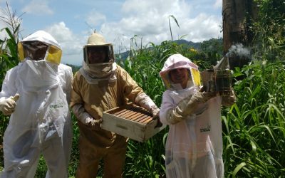 Mieles Alviario: enseñanza de colores y sabores de las colmenas venezolanas