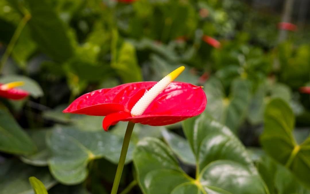 Finca Doña Adela aporta al florecer económico de Miranda