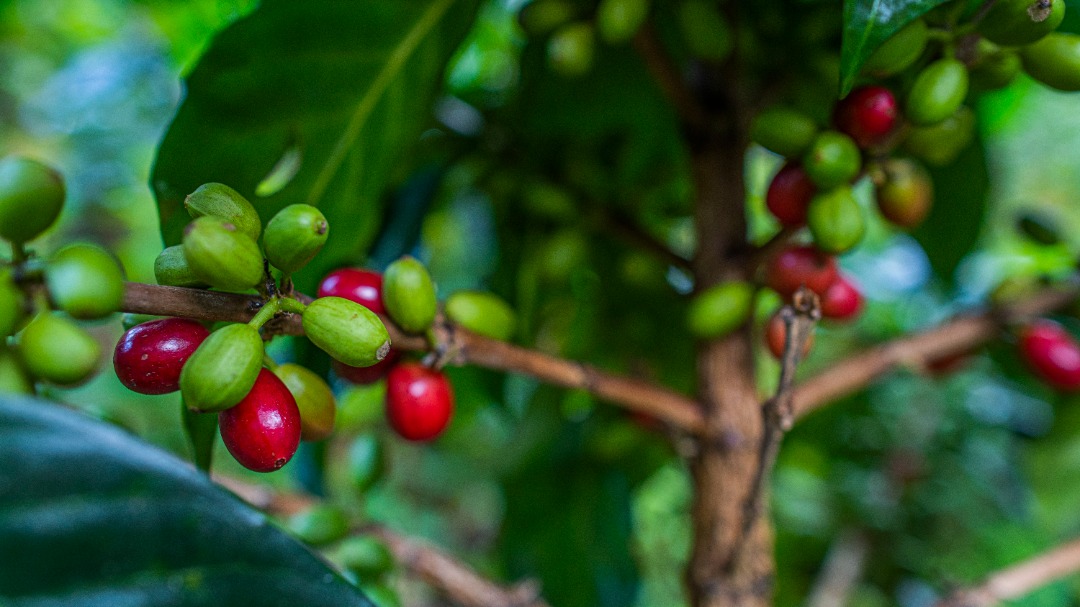 Miranda alcanza producción de 6.200 quintales de café