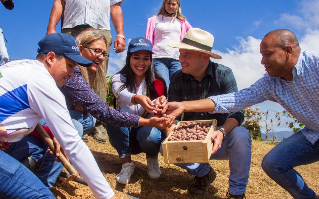 Miranda reimpulsa producción de papa con semillas venezolanas