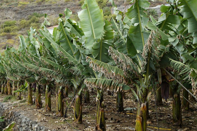 Aplican medidas para control y prevención del hongo de plátano en Miranda