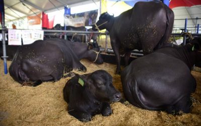 Miranda se propone exportar carne y derivados de búfalo