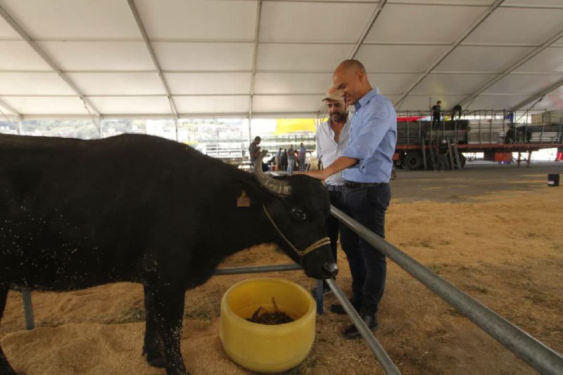 Potencial bufalino de Venezuela será expuesto este fin de semana en La Carlota