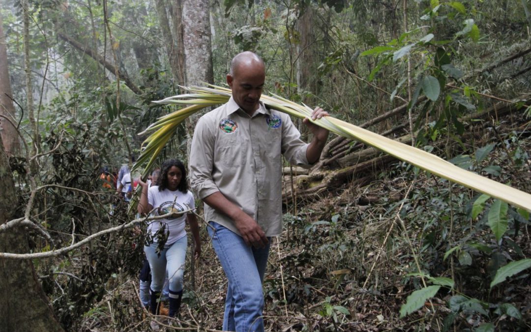 Con poda de palma real inicia la Semana Santa en Miranda