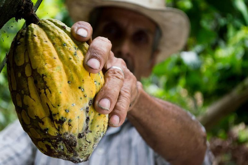 Movimiento campesino de Miranda fue reconocido con la Orden Ezequiel Zamora