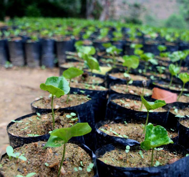 Más de 60.000 plantas de café se sembrarán en Altos Mirandinos
