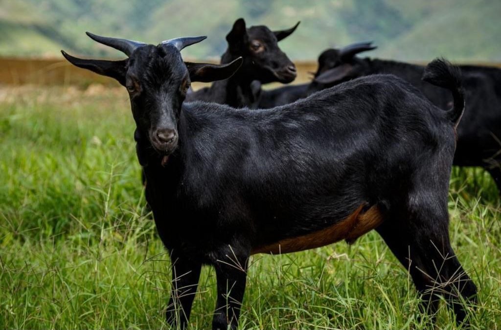 Inició ciclo de formación caprina y ovina para productores de Miranda