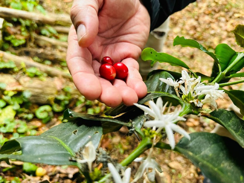 Sembradas más de 380 nuevas hectáreas de café en Miranda