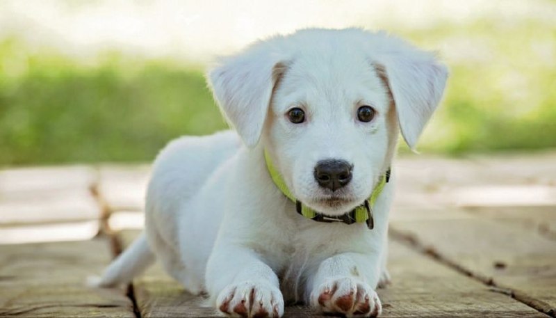 Conoce las jornadas veterinarias de Miranda para este fin de semana