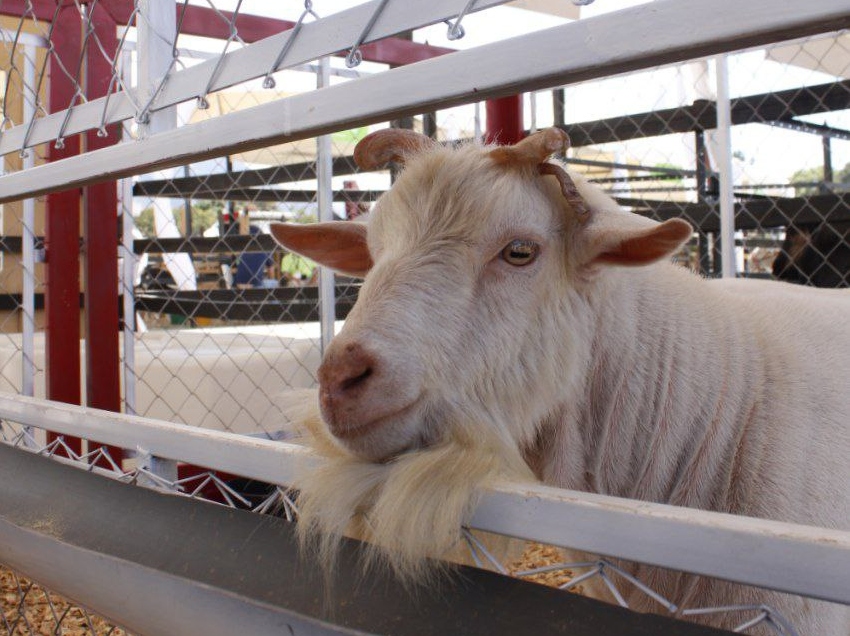 Diplomado Manejo de Rebaño Caprino y Ovino impulsa plan de producción en Guarenas