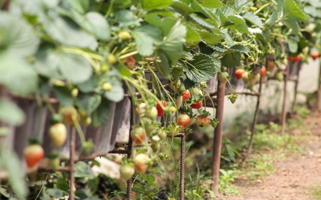 Inicia atención de solicitudes surgidas del Censo Agropecuario Miranda 2023