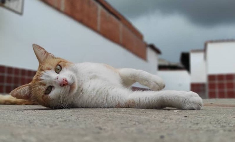 Conoce las jornadas veterinarias de este fin de semana en Miranda