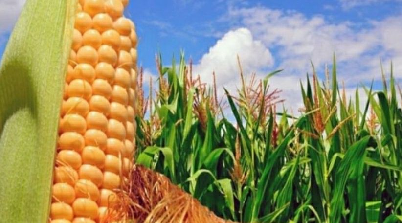 Productores de Acevedo se capacitan en técnicas agrícolas
