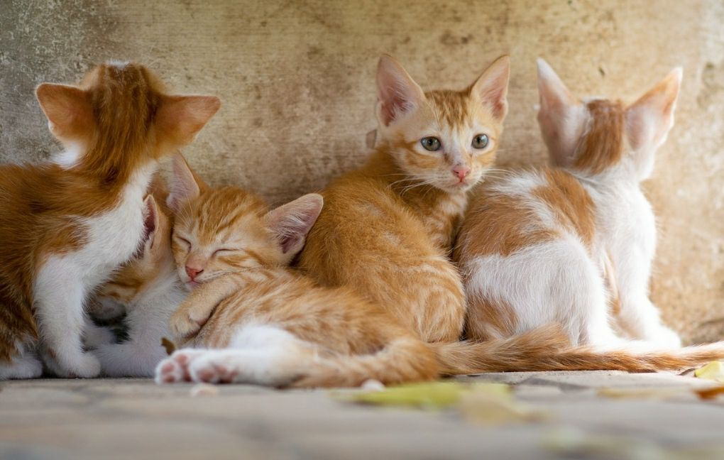 Refugios de animales en Miranda reciben donación de alimentos