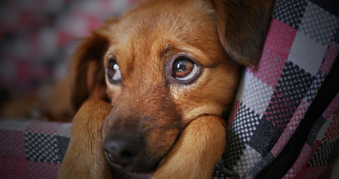 Cinco puntos de atención veterinaria se activan este fin de semana en Miranda