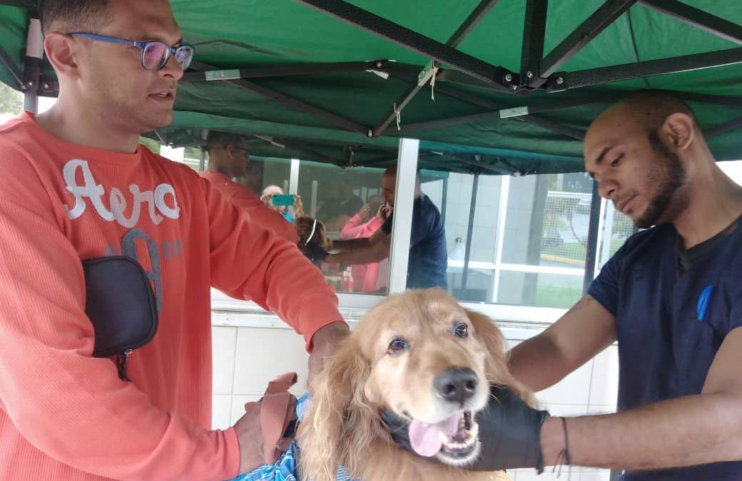 Día del Perro Callejero se celebró en Miranda con jornadas veterinarias