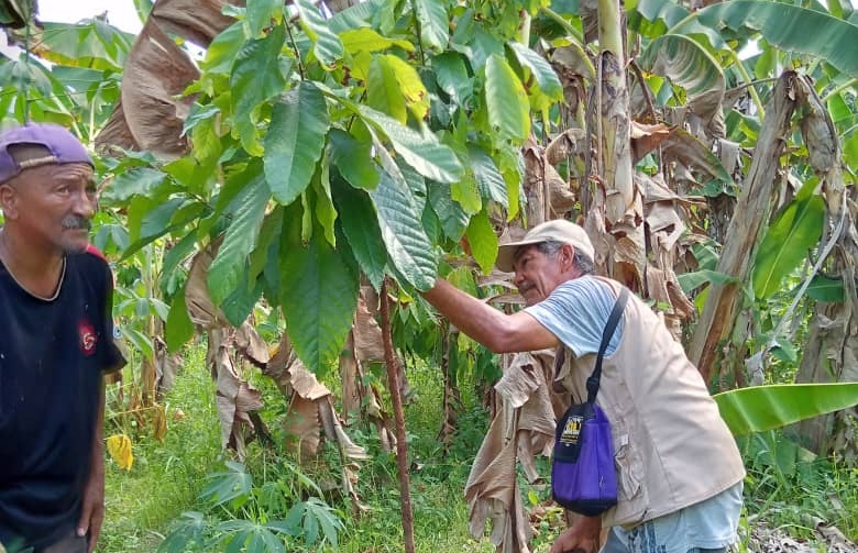 Actualizan puntos geográficos del cacao carenero superior en Miranda