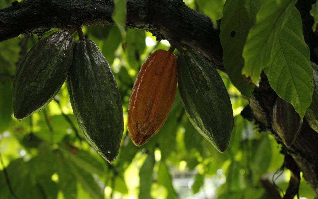 Instalada comisión para promover certificación geográfica del cacao mirandino