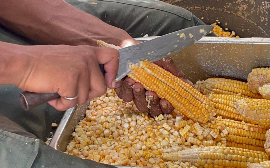 Productores se preparan para celebrar 15 años de la Feria de la Cachapa de Santa Lucía