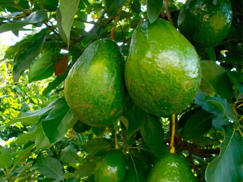 Miranda será el principal exportador de aguacate a China