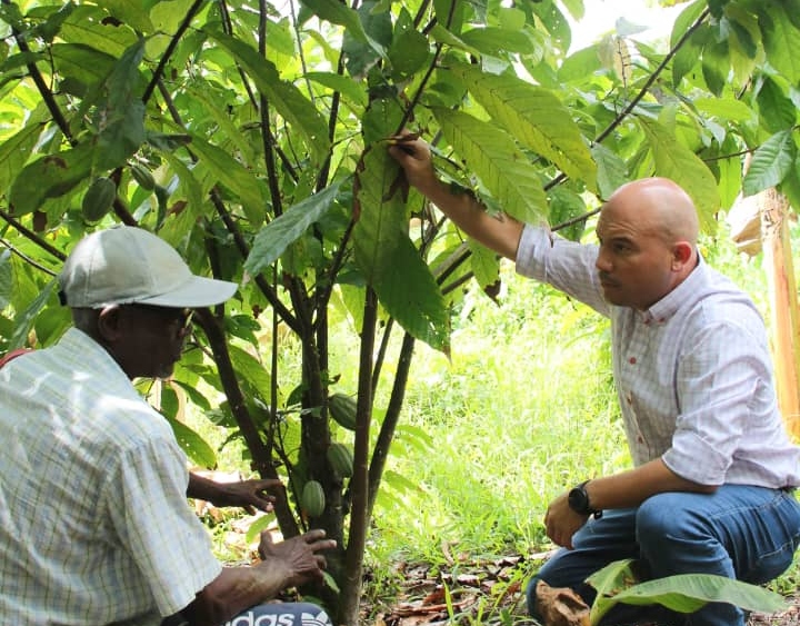 3.000 plantas de cacao entregan a productores de Andrés Bello