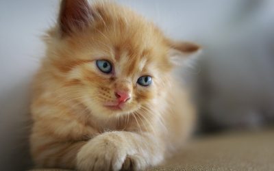 Estas son las jornadas veterinarias en Miranda este fin de semana