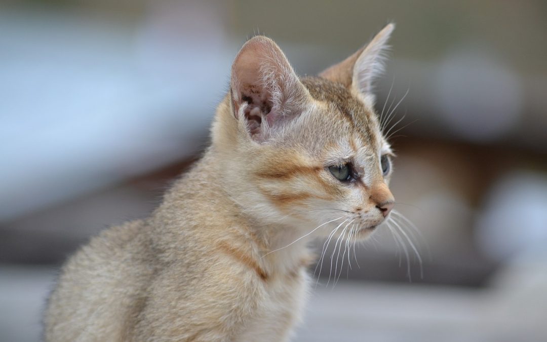 Atendidos más de 43.000 animales en jornadas veterinarias en Miranda