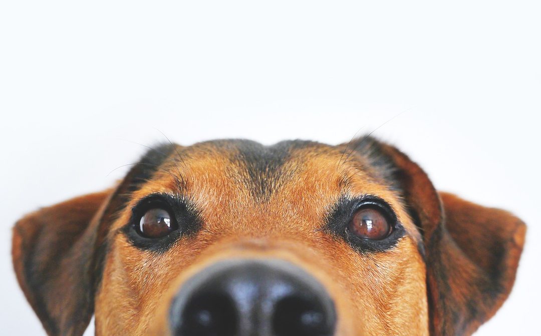 Conoce los puntos de atención veterinaria activos en Miranda este fin de semana