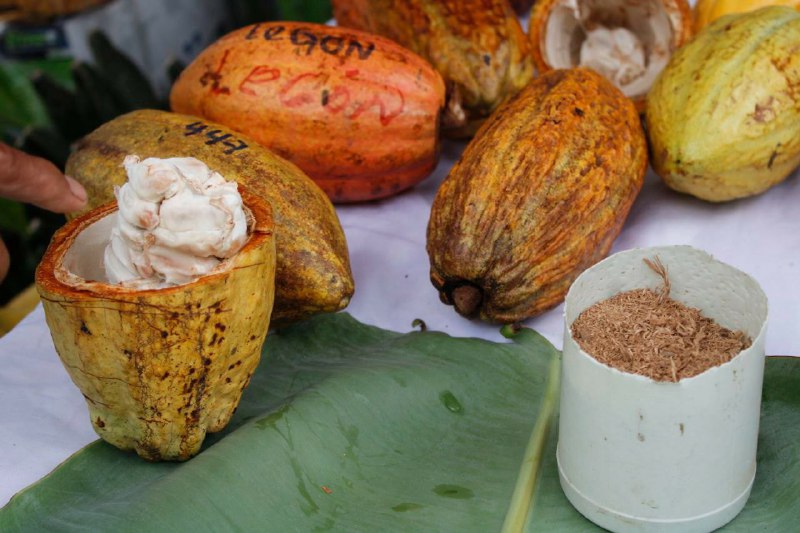 Expoferia del Cacao y Chocolate comienza este miércoles en Río Chico
