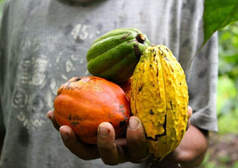 Inicia diplomado Cacao, Ciencia y Cultura para productores de Acevedo