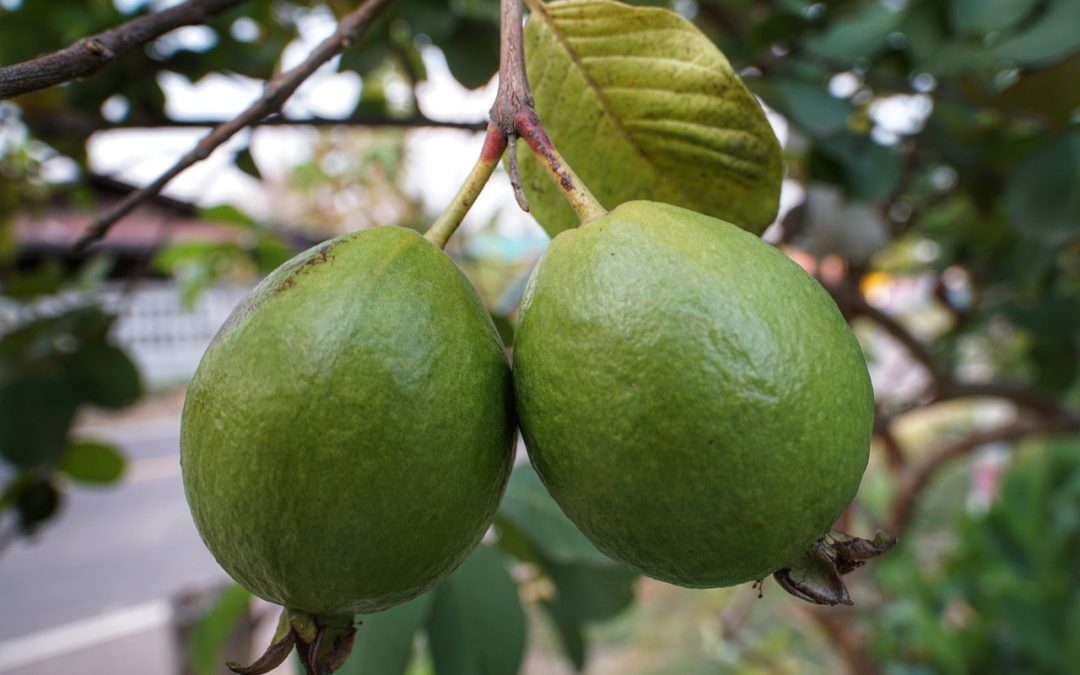 Crean bosque frutal en Tacarigua como parte de la Agenda Comunitaria Miranda 2023