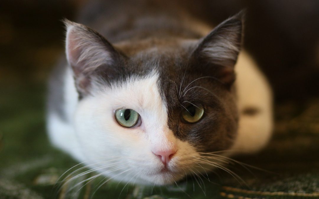 Esto hará Miranda para consentir a las mascotas en el Día Mundial de los Animales