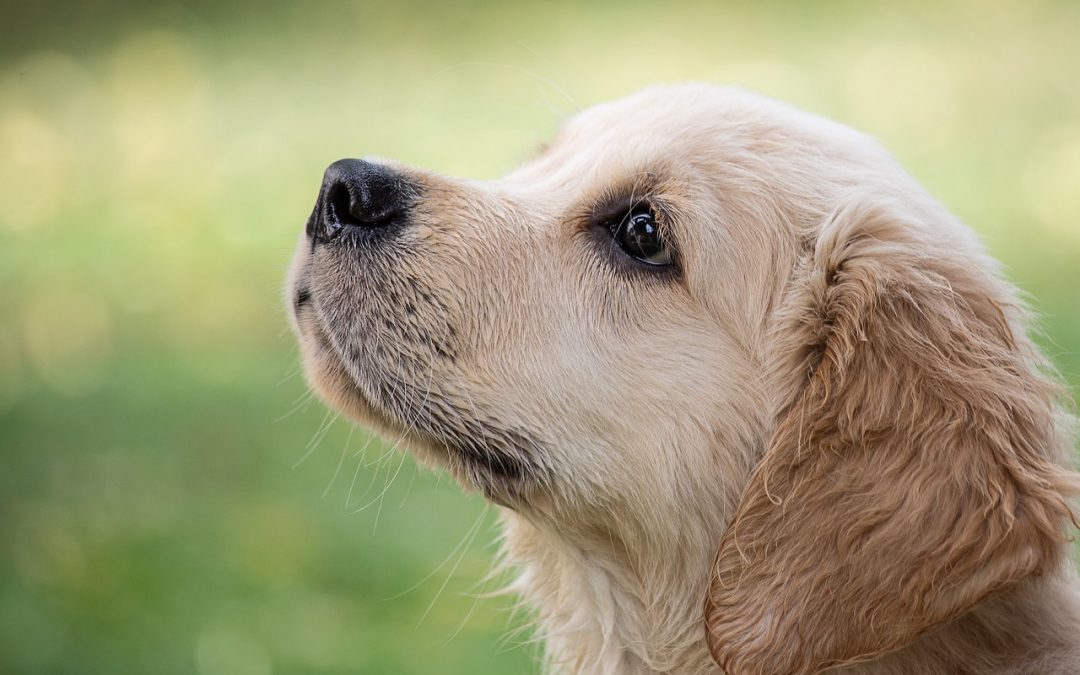 Petare y Carrizal tendrán atención veterinaria este fin de semana