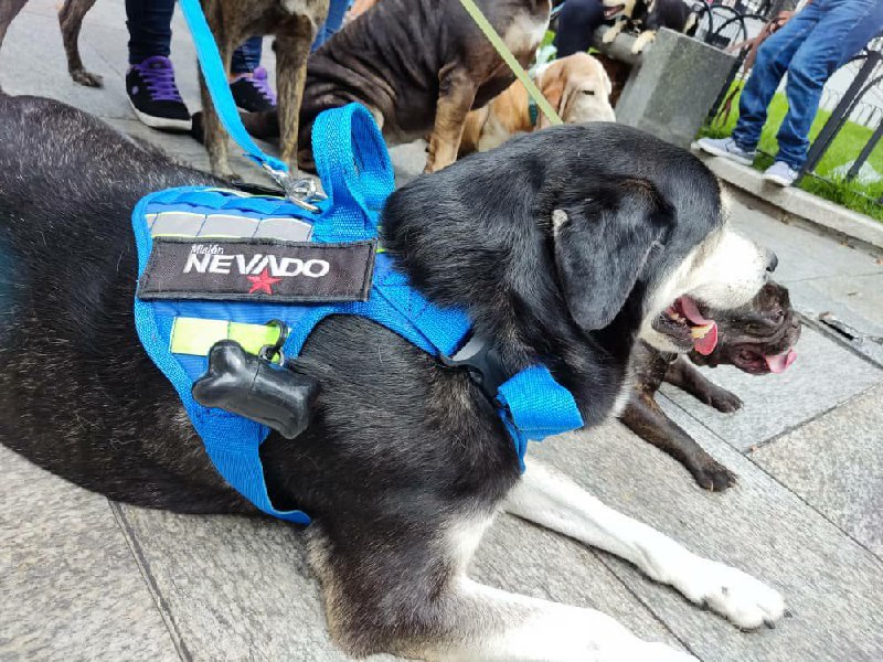 Estas son las jornadas veterinarias para mascotas de Miranda