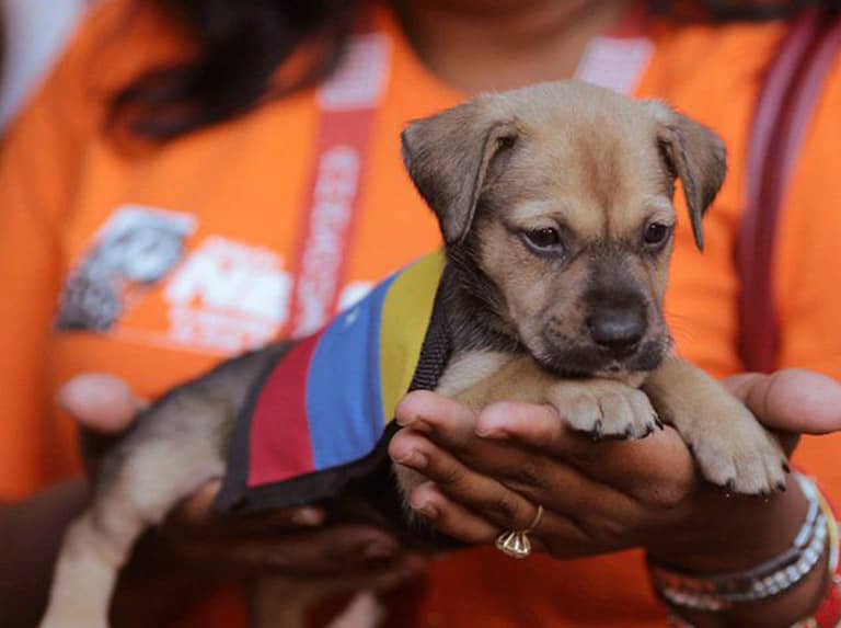 Atendidas más de 9.000 mascotas en jornadas veterinarias de Miranda