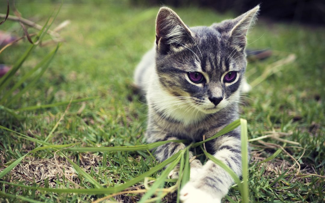 Conoce las jornadas veterinarias en Miranda para este fin de semana
