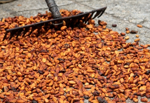 307 productores afrodescendientes de Miranda fueron  atendidos con programas especiales