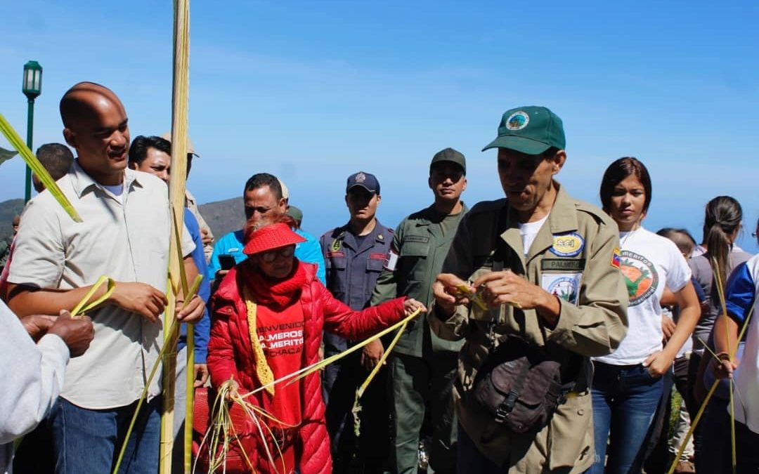 Palmeros de Chacao cumplen 4 años siendo patrimonio mundial