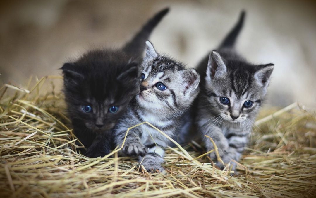 Jornadas veterinarias llegan a Sucre y Carrizal