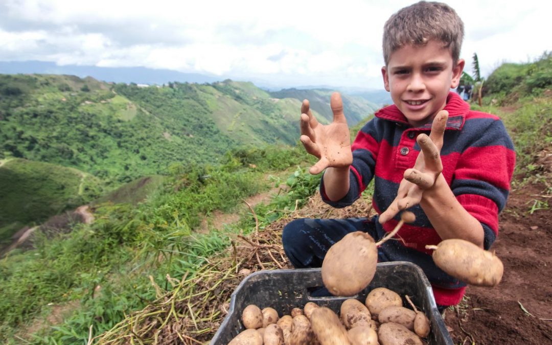 Miranda logró cultivar 76.000 hectáreas de diversos rubros alimenticios en 2023