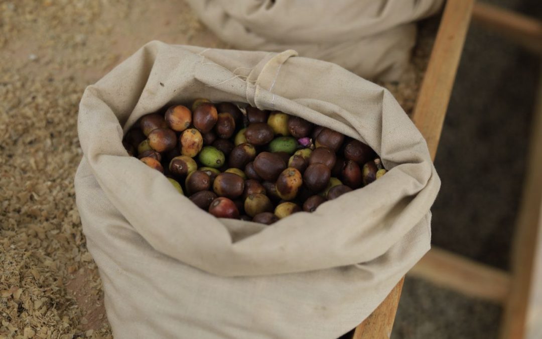 Miranda cierra 2023 con más de 970 hectáreas de café cultivadas