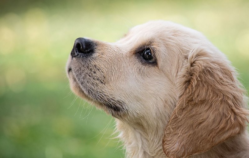 Más de 100.000 mascotas fueron atendidas en Miranda durante 2023